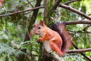 Tree felling Kirkland